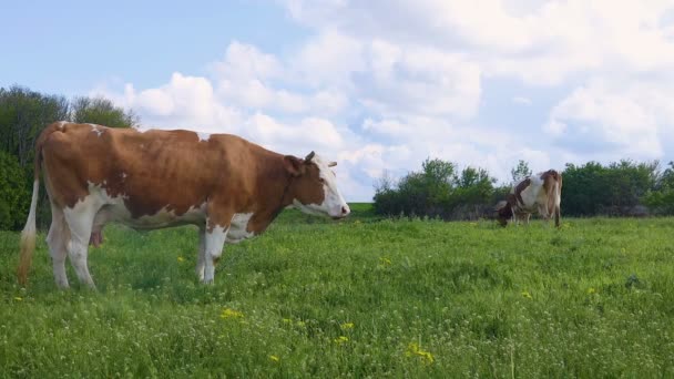 Pasoucí se kráva na louce — Stock video
