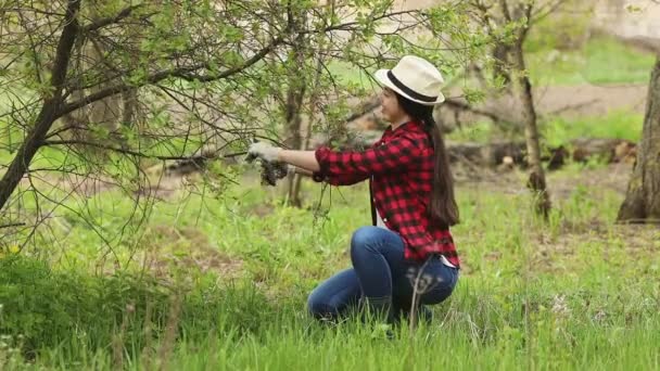 Gärtner trimmt Baum — Stockvideo