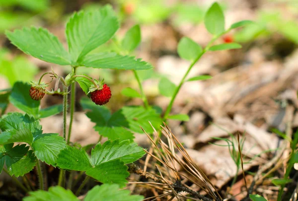 Collecting wild strawberries. Bush with red berries. Royalty Free Stock Photos