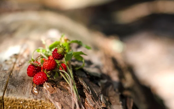Hasat sezonu Yaban çilekleri