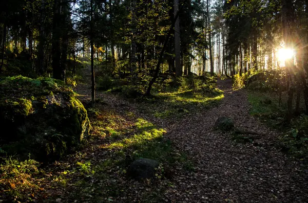 Güneş ışınları tarafından aydınlatılmış peri orman