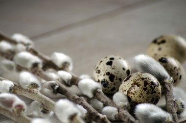 Paskalya kompozisyon - bıldırcın yumurtası ve çiçek açan söğüt