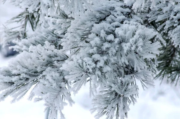 Ramas de pino cubiertas de nieve y heladas — Foto de Stock