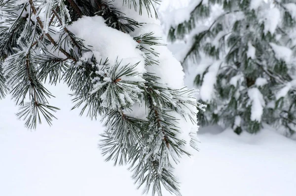 Ramas de pino cubiertas de nieve y heladas — Foto de Stock