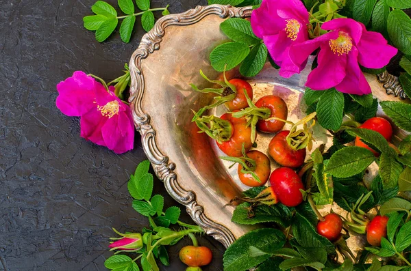 Şifalı bitkiler. Rose. Üstten Görünüm.