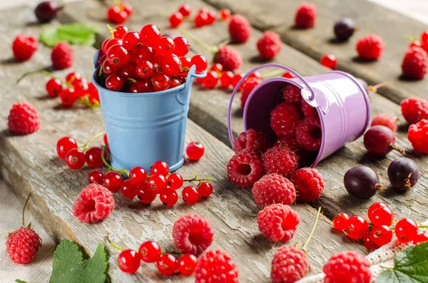 계절의 익은 열매. 수확. 빨간 건포도, 나무 딸기 및 이동 — 스톡 사진