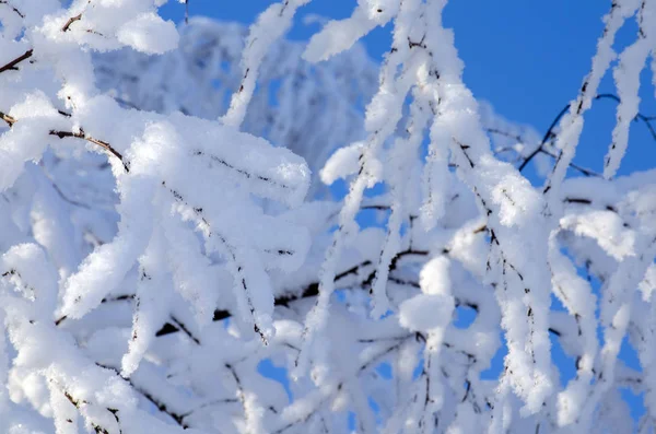 Ramas de árboles cubiertas de nieve sobre fondo azul del cielo — Foto de Stock