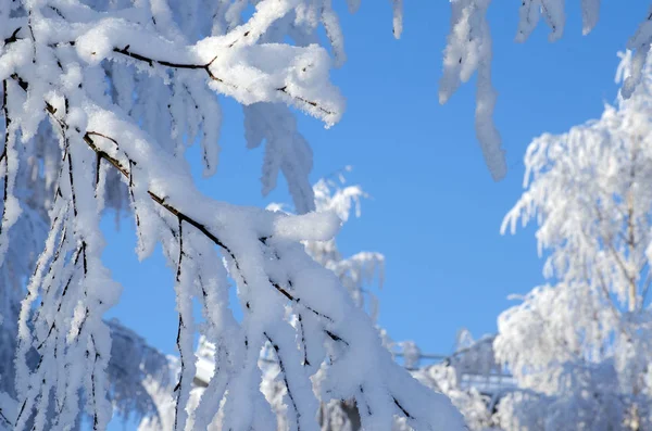 Ramas de árboles cubiertas de nieve sobre fondo azul del cielo — Foto de Stock