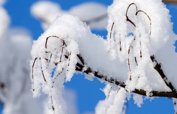 Ramas de árboles cubiertas de nieve sobre fondo azul del cielo — Foto de Stock