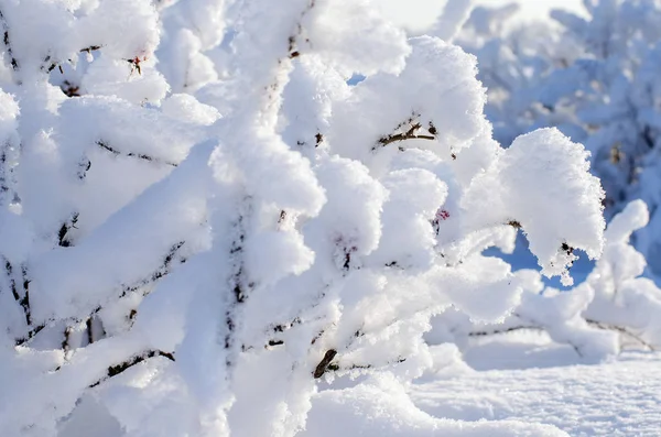 La plántula pequeña del árbol bajo la nieve en invierno — Foto de Stock