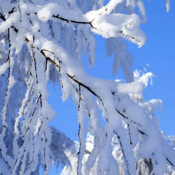 Ramas de árboles cubiertas de nieve sobre fondo azul del cielo — Foto de Stock