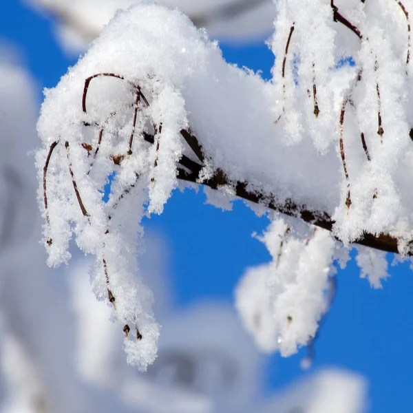 Ramas de árboles cubiertas de nieve sobre fondo azul del cielo — Foto de Stock