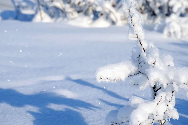 La plántula pequeña del árbol bajo la nieve en invierno — Foto de Stock