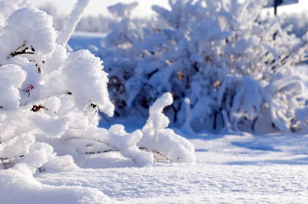 La plántula pequeña del árbol bajo la nieve en invierno — Foto de Stock