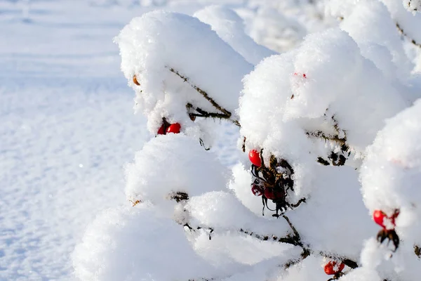 El fruto de la rosa silvestre en la nieve en el Bush en invierno — Foto de Stock