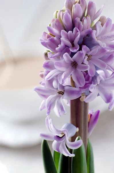 Jacinto púrpura floreciente primer plano sobre un fondo claro — Foto de Stock