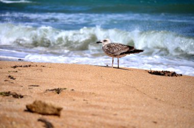 Sea gull ayakta sahilde
