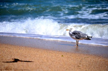 Sea gull ayakta sahilde