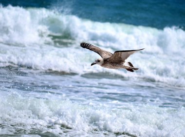Sea gull ayakta sahilde