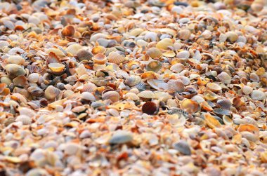 Plajda güneşli bir deniz kabukları