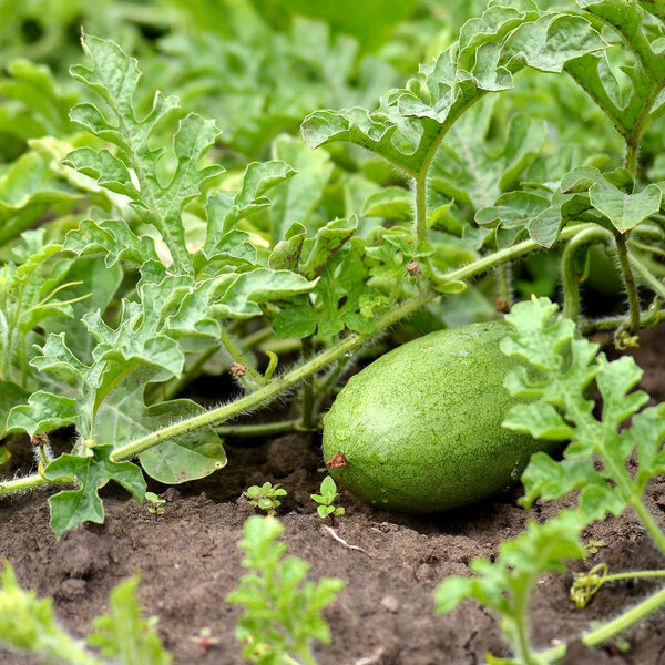 Watermelon growing in the garden after the rain