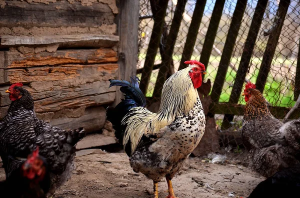 O galo salpicado e galinhas no pátio de aves de capoeira — Fotografia de Stock