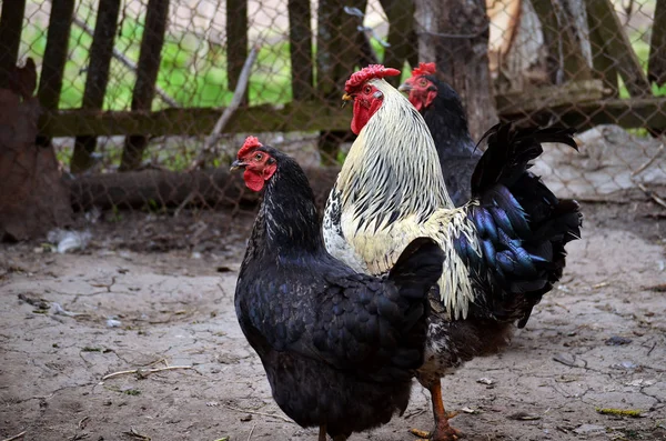 Galo e duas galinhas no galinheiro — Fotografia de Stock