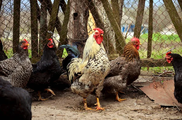 Член с крапинами и курицы прогуливаются по куриному двору. — стоковое фото
