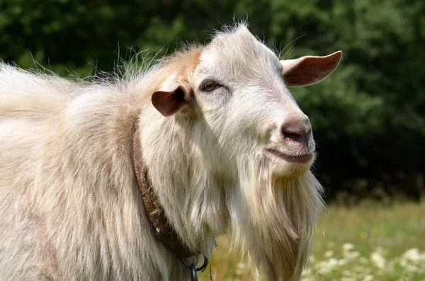 Weiße Ziege auf der Wiese bei sonnigem Tag — Stockfoto