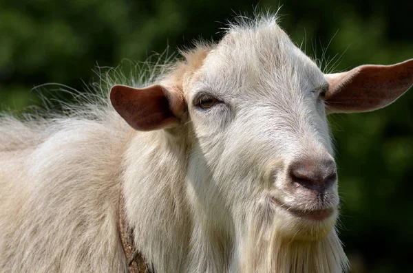 Weiße Ziege auf der Wiese bei sonnigem Tag — Stockfoto