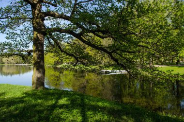 Gölün kıyısında ağaç