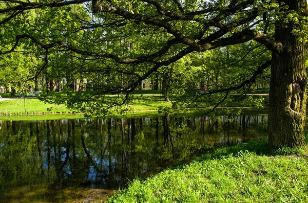 Strom na břehu rybníka — Stock fotografie