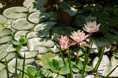 Bir yaz gününde bahçede çiçek Lotus.