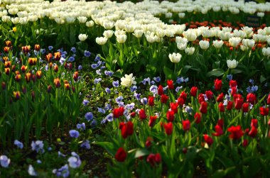 Bahçedeki flowerbed üzerinde güzel bahar çiçekleri