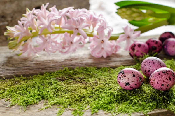 美しいイースターの背景に緑の苔、ピンクのヒヤシンス — ストック写真