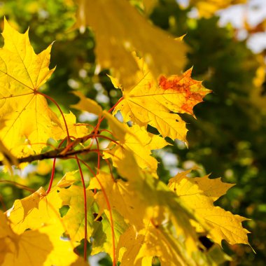 Yeşil ve sarı yaprakları ile güzel sonbahar arka plan