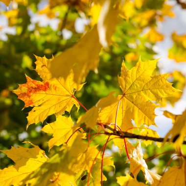 Yeşil ve sarı yaprakları ile güzel sonbahar arka plan