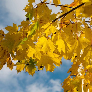 Sarı sonbahar yaprakları