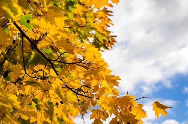 Sarı sonbahar yaprakları
