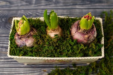 Bahar çiçek-sümbül büyüyen.