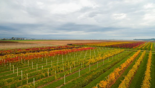 美丽的秋天 coloros。空中无人驾驶的 wineyards 领域从顶部的看法。无人机鸟瞰概念. — 图库照片