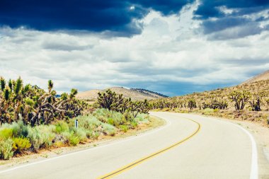 Cholla kaktüs ve Saguaro'lar kaktüs Arizona manzara çöl.