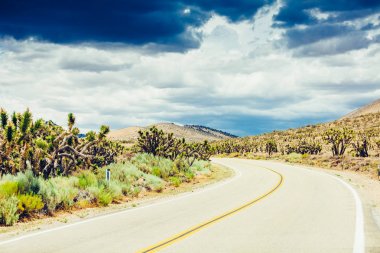 Cholla cactus and Saguaros cactus in Arizona desert landscape. clipart