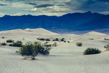 Mesquite kumulları Ölüm Vadisi günbatımı, California, ABD, kum fırtınası sırasında.