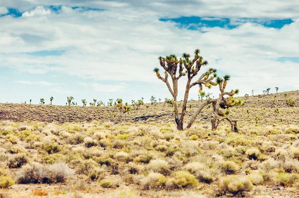 Cholla Cactus Saguaros Cactus Arizona Desert Landscape — Stock Photo, Image