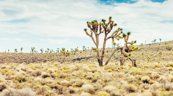 Cholla cactus and Saguaros cactus in Arizona desert landscape.