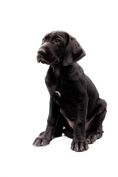 Beyaz Arka Planda Izole Edilmiş Kameraya Bakan Siyah Labrador Köpeğinin — Stok fotoğraf