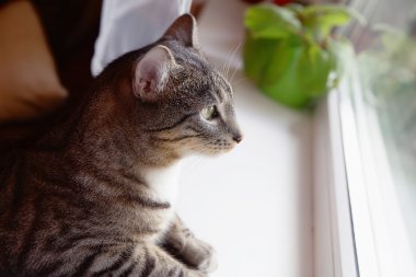 Bir pencere yanında oturan kedi 