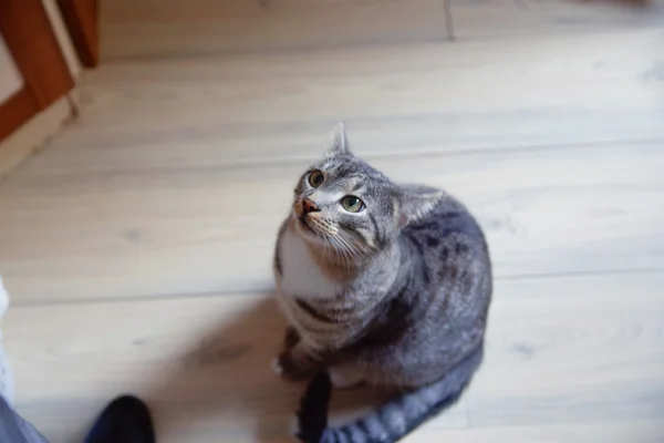 Cat asking for food — Stock Photo, Image