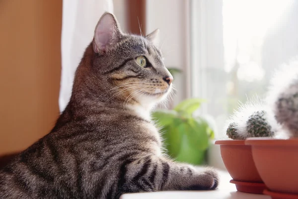 Gato sentado junto a una ventana —  Fotos de Stock